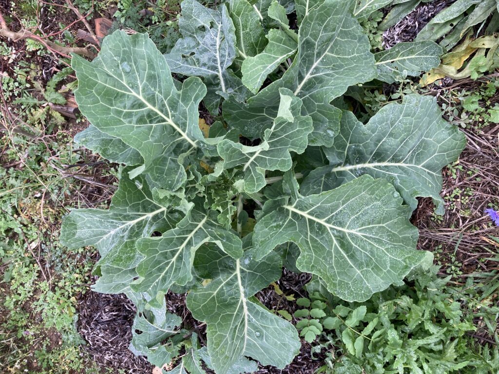 Perennial cabbage seen from above