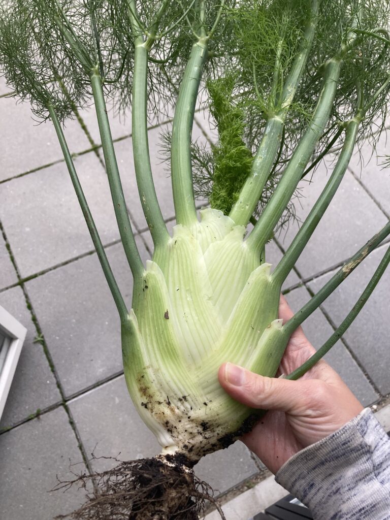 En hånd holder en grøn fennikel 
